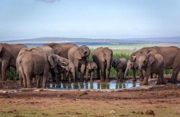 Big group of elephants in Addo National Park, South Africa.